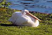 European White Pelican ( Pelecanus onocrotalus )